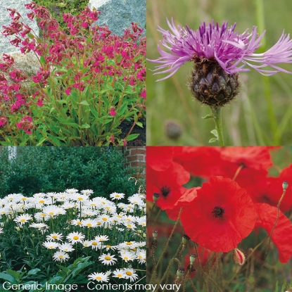 Picture of Wildflower Mixture For Heavy Clay Soils (Containing Grass)